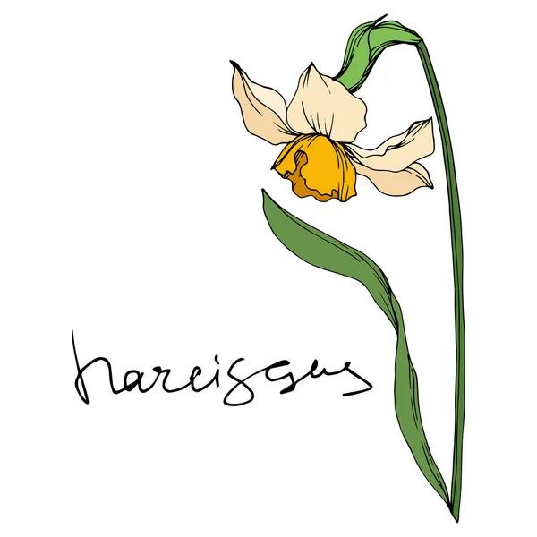 Vector Narcissus flores botánicas florales. Tinta grabada en blanco y negro. Elemento de ilustración narciso aislado . — Archivo Imágenes Vectoriales
