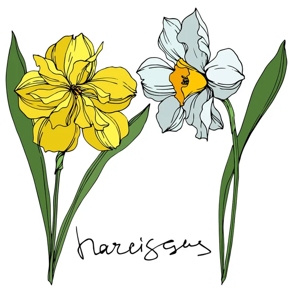 Vector Narcissus flores botánicas florales. Tinta grabada en blanco y negro. Elemento de ilustración narciso aislado . — Vector de stock