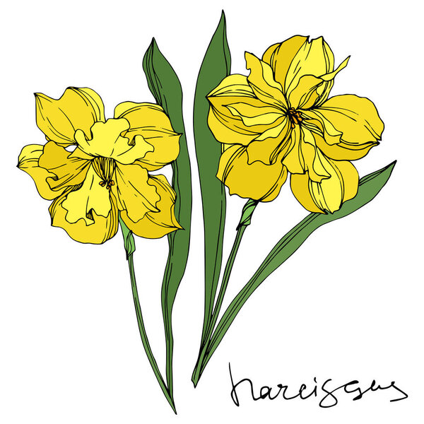 Вектор Нарцисс цветочные ботанические цветы. Черно-белый рисунок чернил. Изолированный элемент иллюстрации нарцисса
.