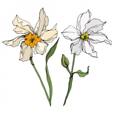 Vektör Narcissus çiçek botanik çiçekler. Siyah ve beyaz oyulmuş mürekkep sanatı. İzole narcissus illüstrasyon elemanı.
