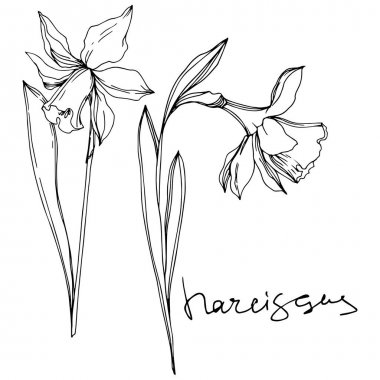 Vektör Narcissus çiçek botanik çiçekler. Siyah ve beyaz oyulmuş mürekkep sanatı. İzole narcissus illüstrasyon elemanı.
