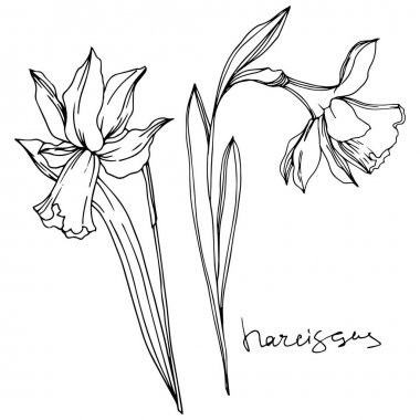 Vektör Narcissus çiçek botanik çiçekler. Siyah ve beyaz oyulmuş mürekkep sanatı. İzole narcissus illüstrasyon elemanı.