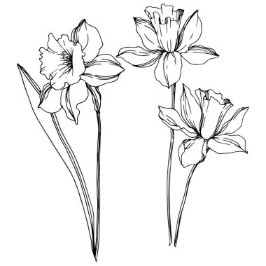 Vektör Narcissus çiçek botanik çiçekler. Siyah ve beyaz oyulmuş mürekkep sanatı. İzole narcissus illüstrasyon elemanı.