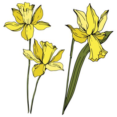 Vektör Narcissus çiçek botanik çiçekler. Siyah ve beyaz oyulmuş mürekkep sanatı. İzole narcissus illüstrasyon elemanı.
