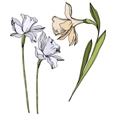 Vektör Narcissus çiçek botanik çiçekler. Siyah ve beyaz oyulmuş mürekkep sanatı. İzole narcissus illüstrasyon elemanı.