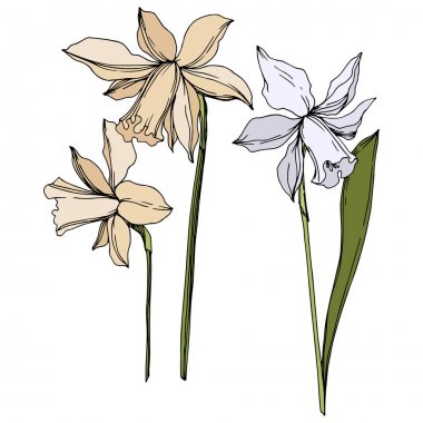 Vektör Narcissus çiçek botanik çiçekler. Siyah ve beyaz oyulmuş mürekkep sanatı. İzole narcissus illüstrasyon elemanı.