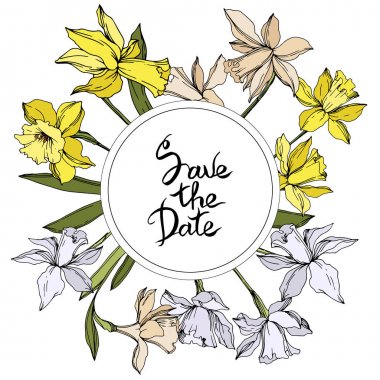 Vektör Narcissus çiçek botanik çiçekler. Siyah ve beyaz oyulmuş mürekkep sanatı. Çerçeve kenarlık süs karesi.