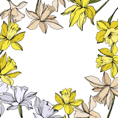 Vector Narcissus floral botanical flowers. Black and white engraved ink art. Frame border ornament square. clipart
