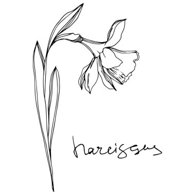 Vektör Narcissus çiçek botanik çiçekler. Siyah ve beyaz oyulmuş mürekkep sanatı. İzole narcissus illüstrasyon elemanı.