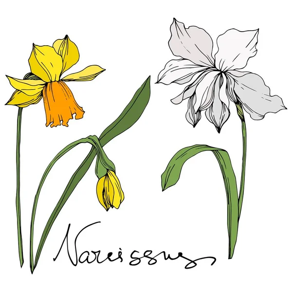 Вектор Нарцис квіткові ботанічні квіти. Чорно-біле гравірування чорнила. Ізольований елемент ілюстрації нарциса . — стоковий вектор
