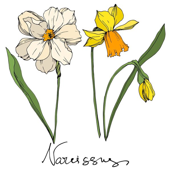 Vector Narcissus floral botanical flowers. Black and white engraved ink art. Isolated narcissus illustration element.