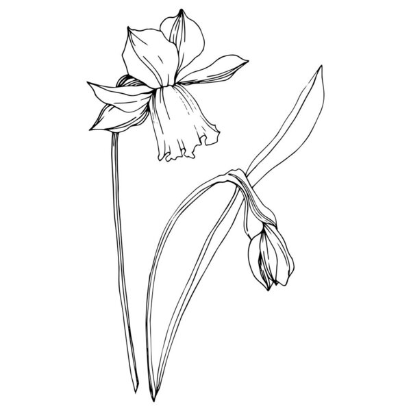 Vector Narcissus floral botanical flowers. Black and white engraved ink art. Isolated narcissus illustration element.