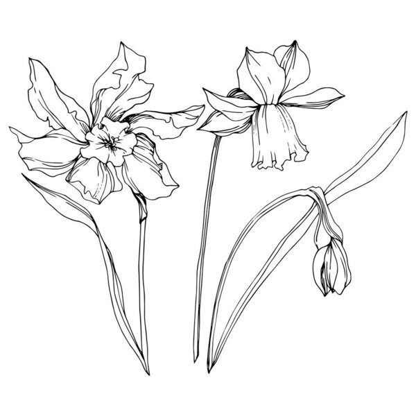 Vector Narcissus floral botanical flowers. Black and white engraved ink art. Isolated narcissus illustration element.