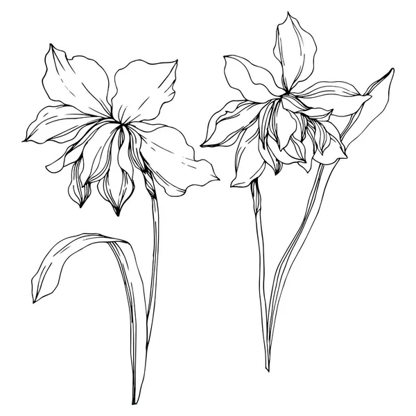 Vektor Narcissus blommiga botaniska blommor. Svart och vit graverad bläck konst. Isolerad Narcissus illustration element. — Stock vektor
