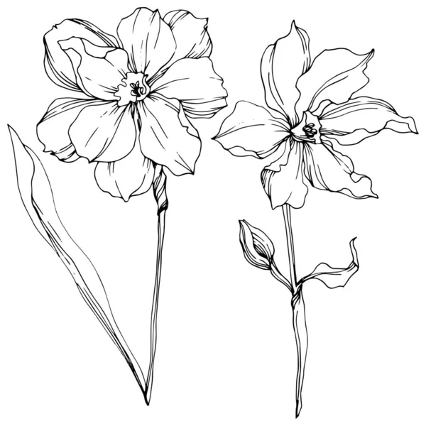 Vecteur Narcisse fleurs botaniques florales. Encre gravée en noir et blanc. Élément d'illustration narcissique isolé . — Image vectorielle