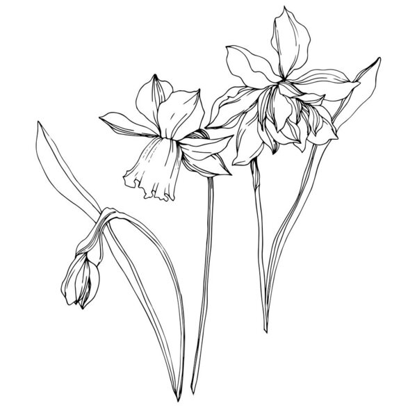 Vector Narcissus floral botanical flowers. Black and white engraved ink art. Isolated narcissus illustration element.