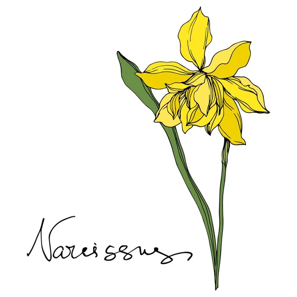 Vettore Narciso fiori botanici floreali. Inchiostro inciso in bianco e nero art. Elemento di illustrazione narciso isolato . — Vettoriale Stock