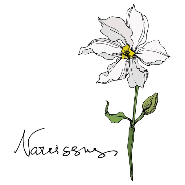 Vector Narcissus bloemen botanische bloemen. Zwart-wit gegraveerd Ink Art. Geïsoleerde Narcissus illustratie element. — Stockvector