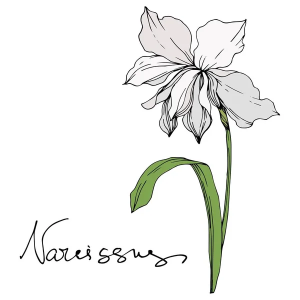 Vector Narcissus floral botanical flowers. Black and white engraved ink art. Isolated narcissus illustration element. — Stock Vector