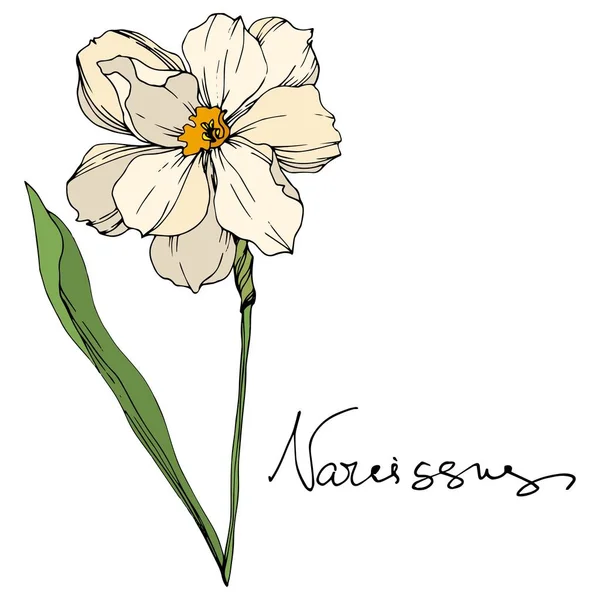 Vector Narcissus flores botánicas florales. Tinta grabada en blanco y negro. Elemento de ilustración narciso aislado . — Vector de stock