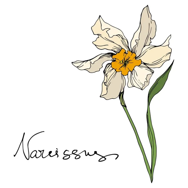 Διανυσματικά λουλούδια λουλουδιών. Μαύρο και άσπρο χαραγμένο μελάνι τέχνης. Μεμονωμένο στοιχείο απεικόνισης νάρκισσος. — Διανυσματικό Αρχείο