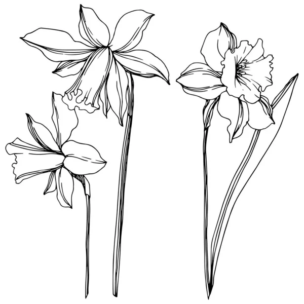 Vektör Narcissus çiçek botanik çiçekler. Siyah ve beyaz oyulmuş mürekkep sanatı. İzole narcissus illüstrasyon elemanı. — Stok Vektör