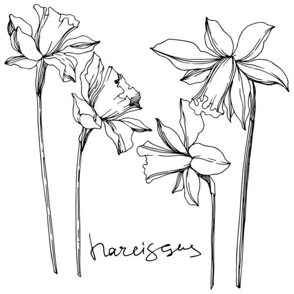 Vector Narcissus flores botánicas florales. Tinta grabada en blanco y negro. Elemento de ilustración narciso aislado . — Vector de stock