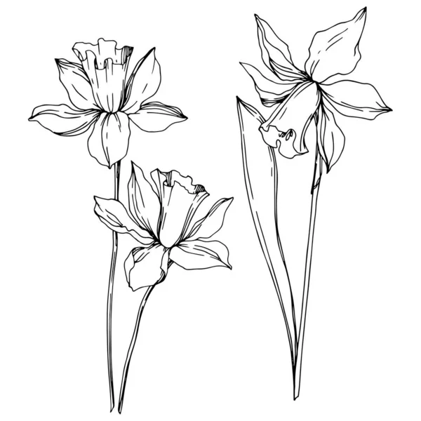 벡터 수선화 꽃 식물 꽃입니다. 흑백 잉크 아트가 새겨져 있습니다. 고립 된 수선화 일러스트 요소. — 스톡 벡터