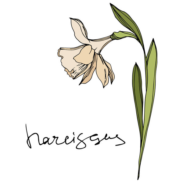 Вектор Нарцисс цветочные ботанические цветы. Черно-белый рисунок чернил. Изолированный элемент иллюстрации нарцисса
.