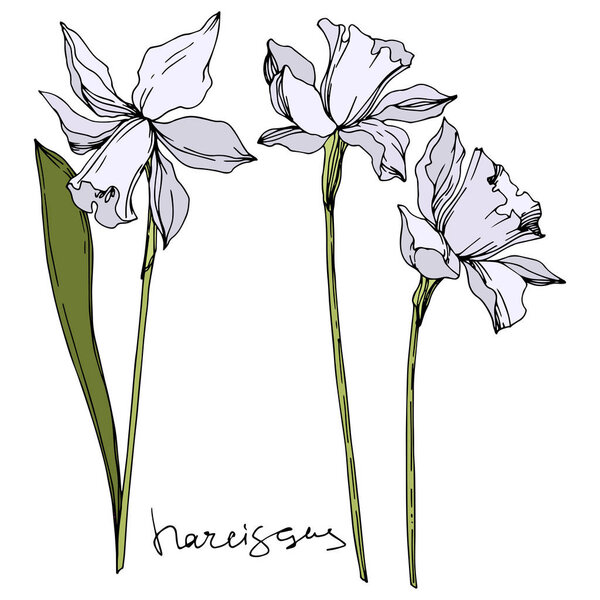 Вектор Нарцисс цветочные ботанические цветы. Черно-белый рисунок чернил. Изолированный элемент иллюстрации нарцисса
.