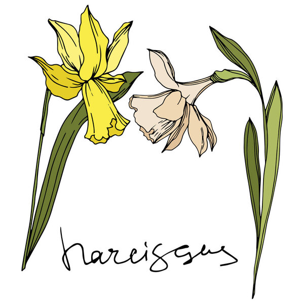 Вектор Нарцисс цветочные ботанические цветы. Черно-белый рисунок чернил. Изолированный элемент иллюстрации нарцисса
.