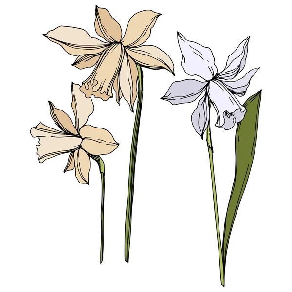 Vector Narcissus bloemen botanische bloemen. Zwart-wit gegraveerd Ink Art. Geïsoleerde Narcissus illustratie element. — Stockvector