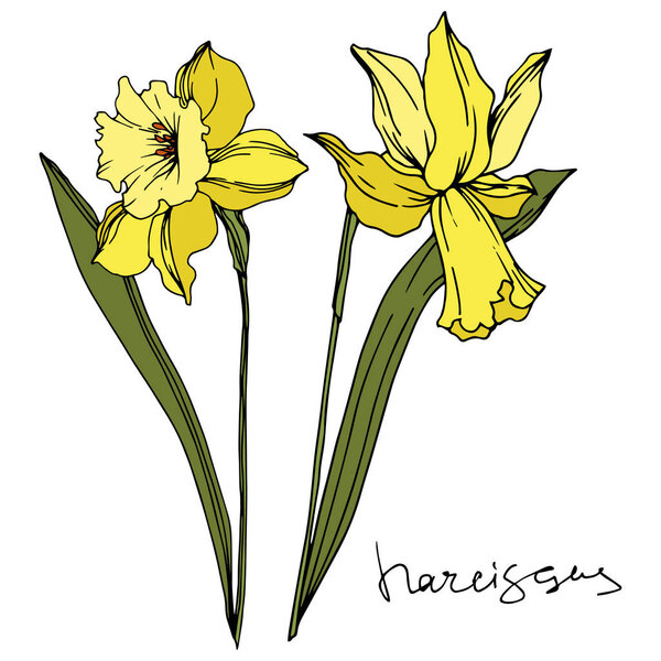 Vector Narcissus floral botanical flowers. Black and white engraved ink art. Isolated narcissus illustration element.