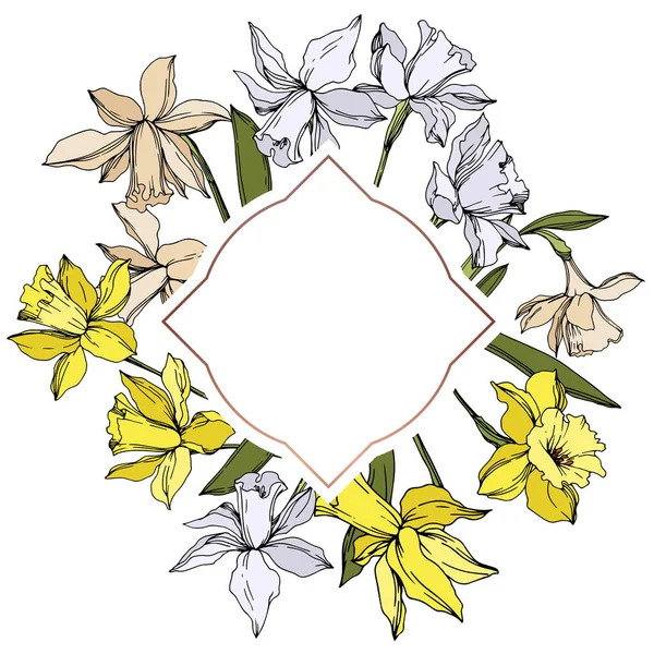 Vector Narcissus floral botanical flowers. Black and white engraved ink art. Frame border ornament square. — Stock Vector