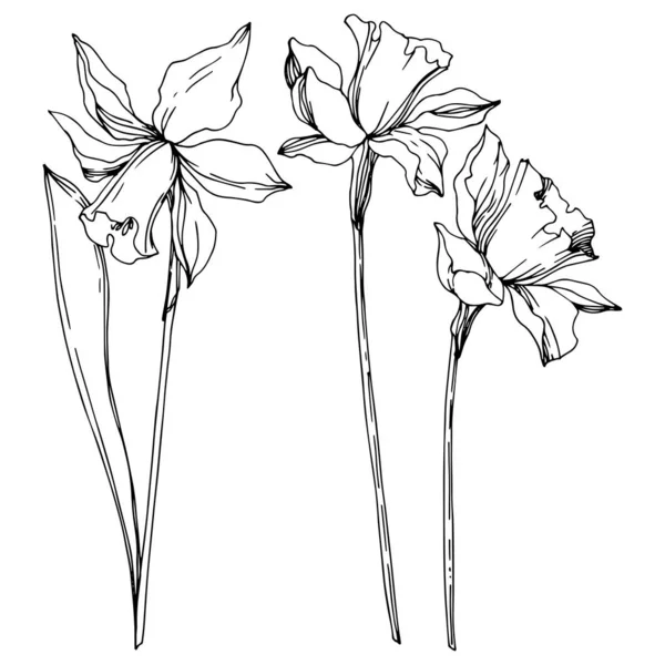 Květinové botanické květiny Vector Narcissus. Černé a bílé ryté inkoustem. Izolovaný obrázek narcisu. — Stockový vektor