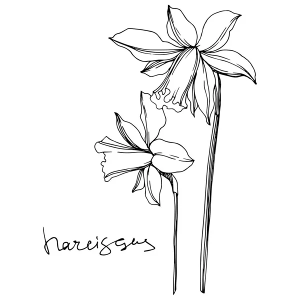 Vektori Narcissus kukka kasvitieteellinen kukkia. Musta ja valkoinen kaiverrettu muste taidetta. Erillinen Narcissus-havainnollistamiselementti . — vektorikuva