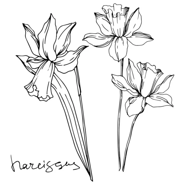 Vector Narcissus bloemen botanische bloemen. Zwart-wit gegraveerd Ink Art. Geïsoleerde Narcissus illustratie element. — Stockvector