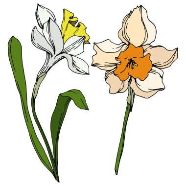 Vector Narcissus floral botanical flower. Black and white engraved ink art. Isolated narcissus illustration element. clipart