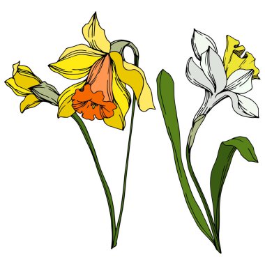 Vektör Narcissus çiçek botanik çiçek. Siyah ve beyaz oyulmuş mürekkep sanatı. İzole narcissus illüstrasyon elemanı.