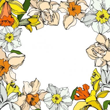 Vector Narcissus floral botanical flower. Black and white engraved ink art. Frame border ornament square. clipart