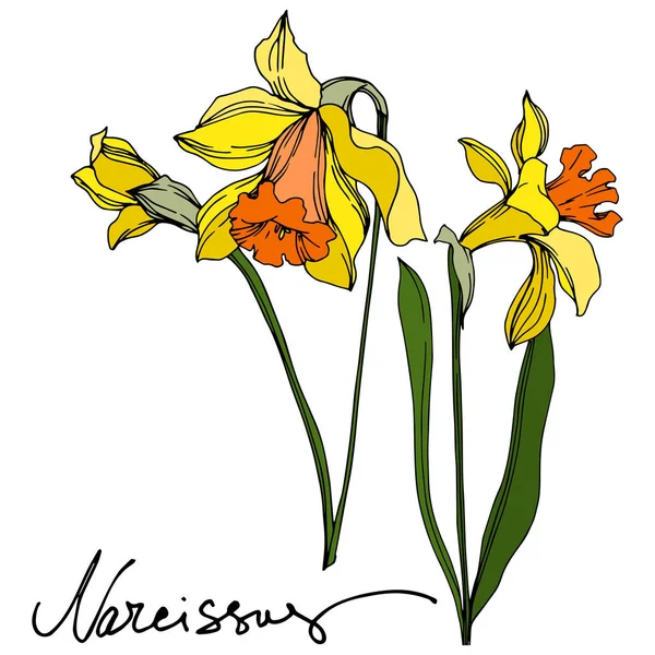 Vector Narcissus flor botánica floral. Tinta grabada en blanco y negro. Elemento de ilustración narciso aislado . — Vector de stock