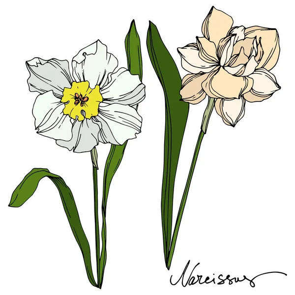 Vector Narcissus floral botanical flower. Black and white engraved ink art. Isolated narcissus illustration element. — Stock Vector