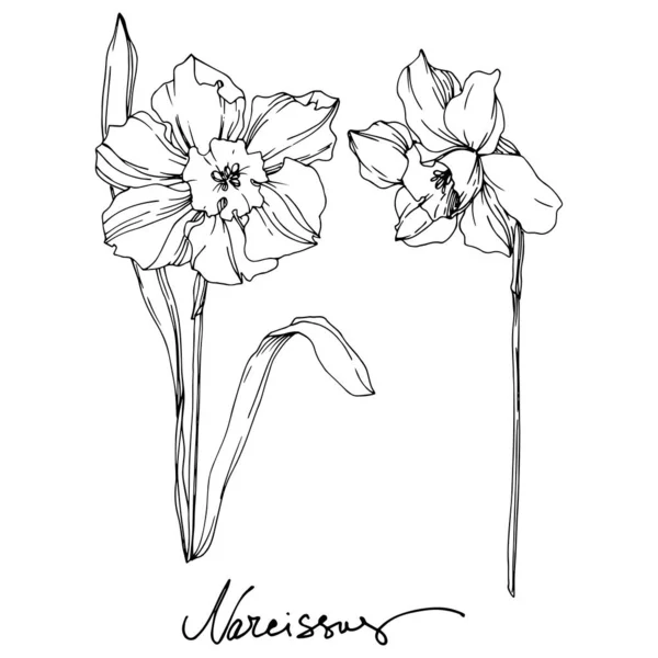 Vector Narcissus flor botánica floral. Tinta grabada en blanco y negro. Elemento de ilustración narciso aislado . — Vector de stock