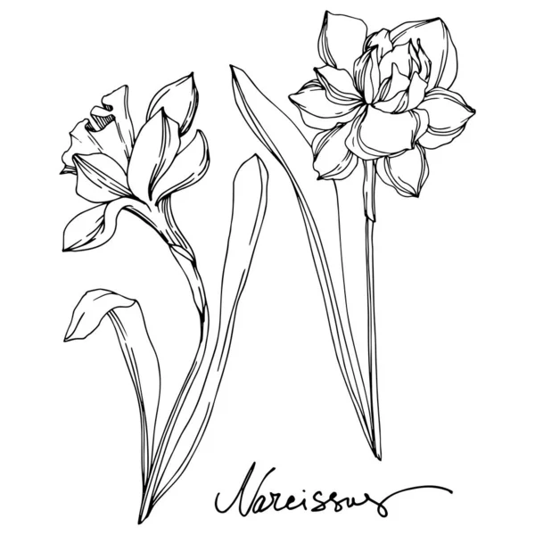 Vector Narcissus flor botánica floral. Tinta grabada en blanco y negro. Elemento de ilustración narciso aislado . — Vector de stock