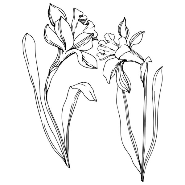 Vector Narcissus floral botanical flower. Black and white engraved ink art. Isolated narcissus illustration element.