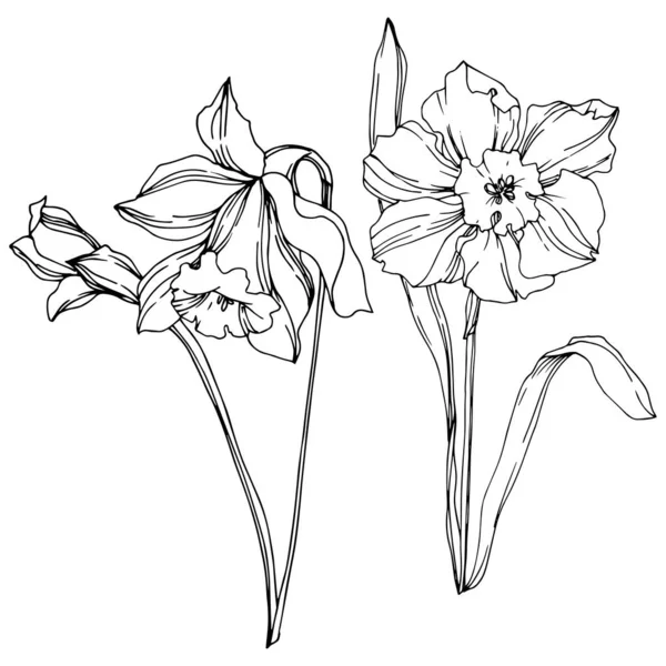 Vector Narcissus floral botanical flower. Black and white engraved ink