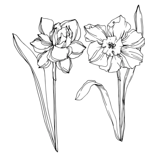 Vecteur Narcisse fleur botanique florale. Encre gravée en noir et blanc. Élément d'illustration narcissique isolé . — Image vectorielle