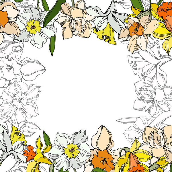 Vector Narcissus floral botanical flower. Black and white engraved ink art. Frame border ornament square.
