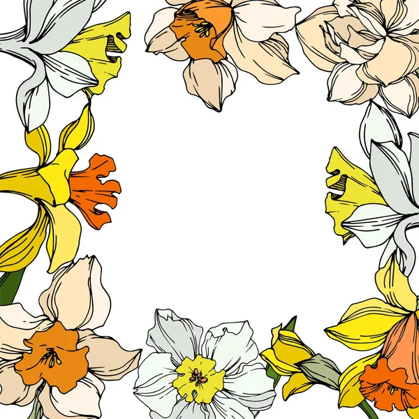 Vector Narcissus Floral botanische bloem. Zwart-wit gegraveerd Ink Art. Frame rand ornament vierkant. — Stockvector