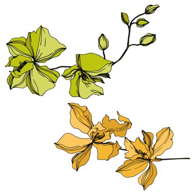 Vektör Orkide çiçek botanik çiçekler. Siyah ve beyaz oyulmuş mürekkep sanatı. İzole orkide illüstrasyon elemanı.